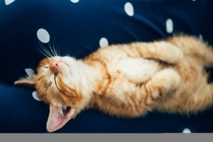 Cute ginger kitten sleeps