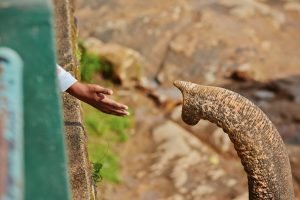 Hand and trunk