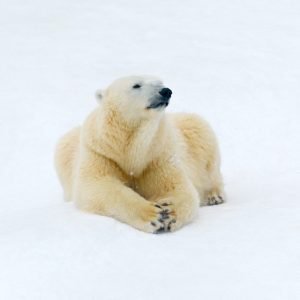 Polar bear on white snow