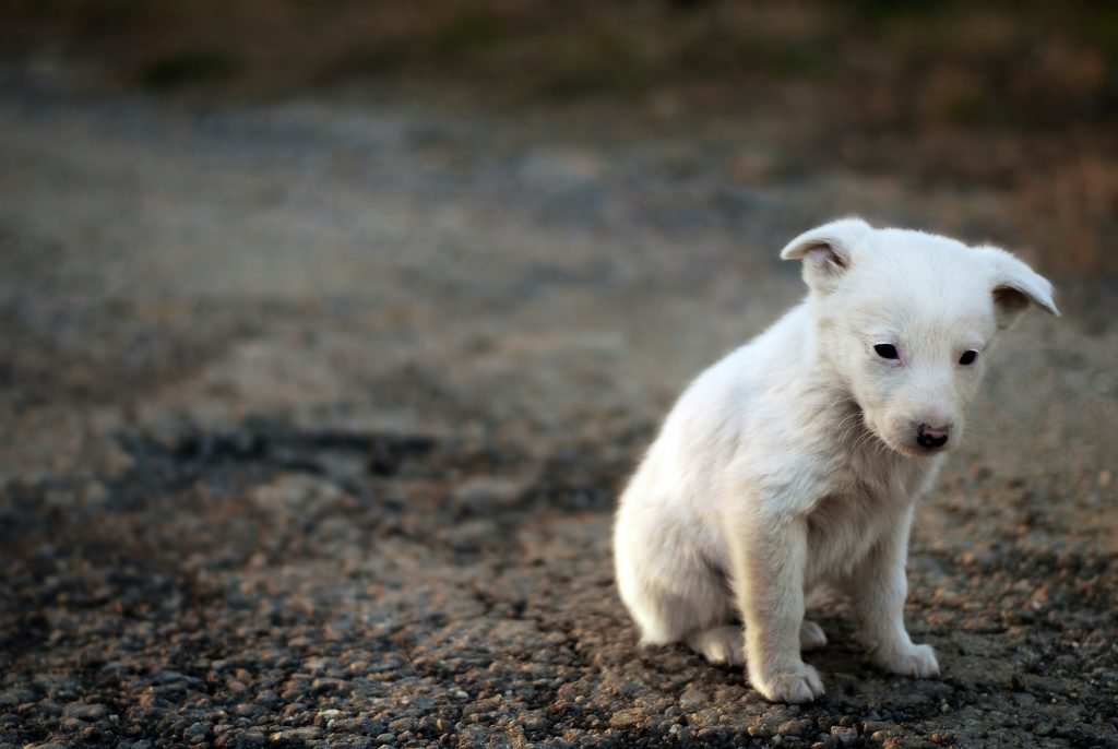 sad dog