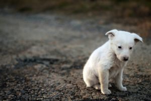 sad dog