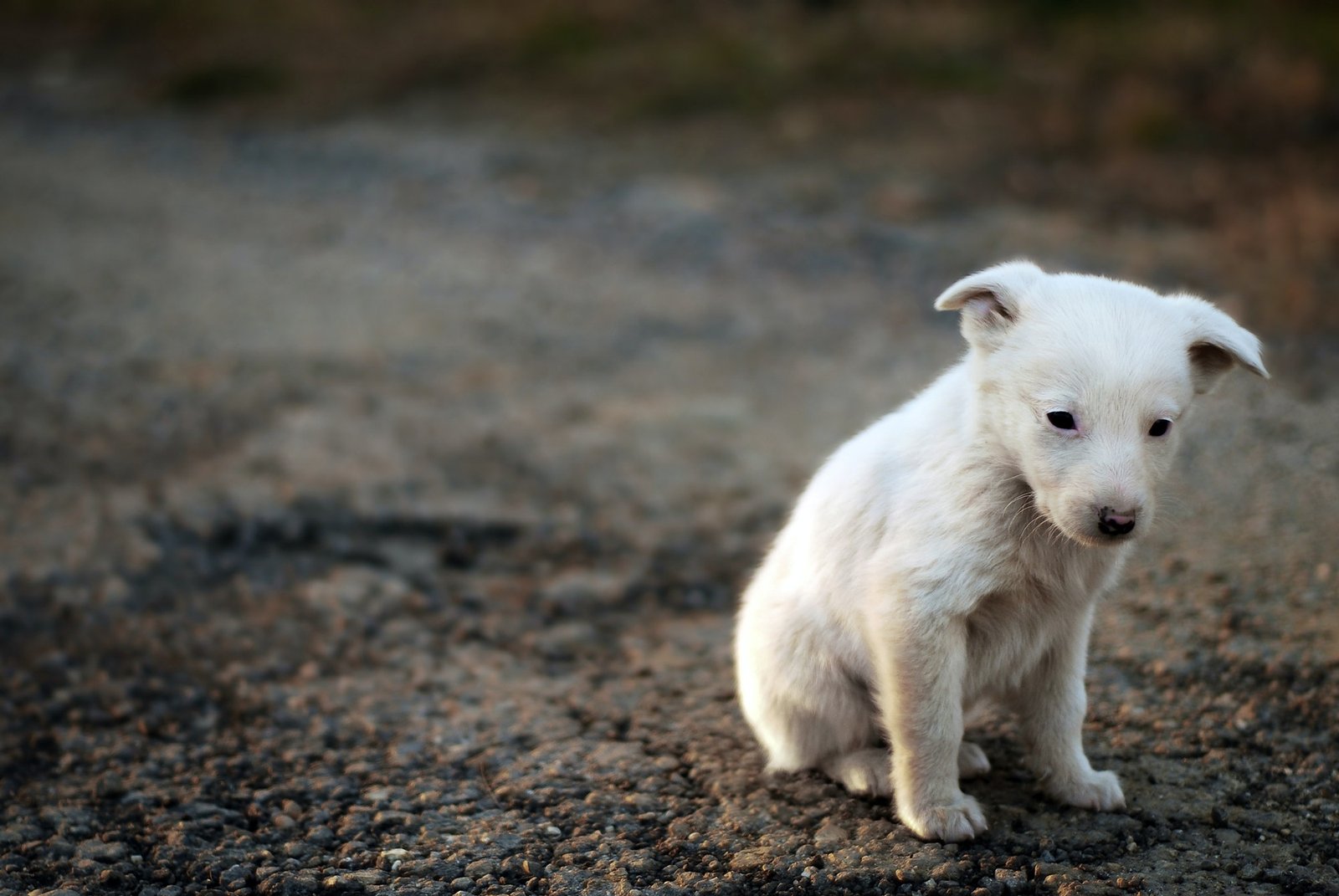 sad dog