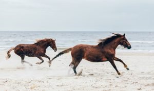 Two brown horses running fast on the seashore.