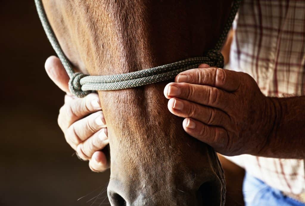 Farmers weathered hands on horse.