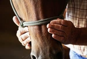 Farmers weathered hands on horse.