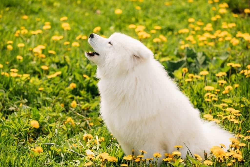 Young Happy Smiling White Samoyed Dog Or Bjelkier, Smiley, Sammy