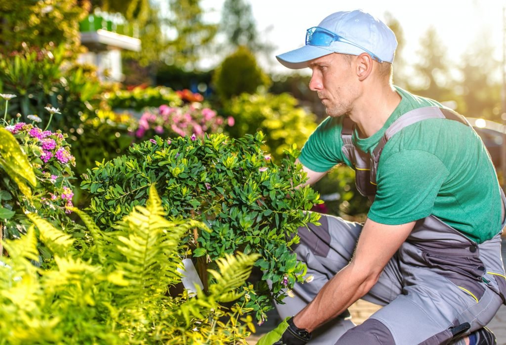 Male Gardener Takes Care Of Yard Landscape.