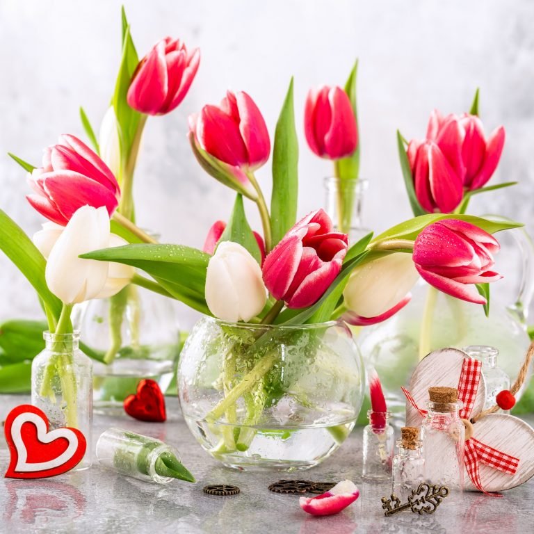 Pink and white tulips in glass vases