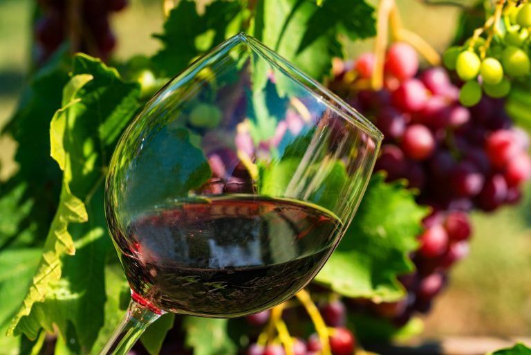 Close up glass with red wine next to grapes in vineyard