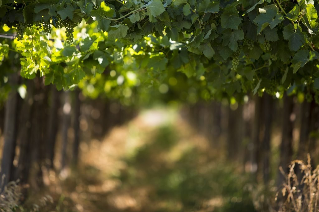 Detail of vineyards in Argentina