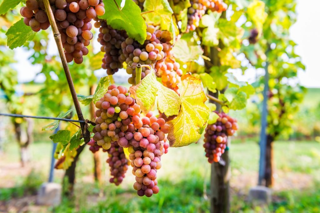 Ripe grapes in fall in Alsace, France