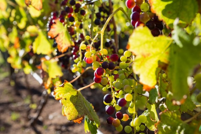 Ripe grapes in vineyard