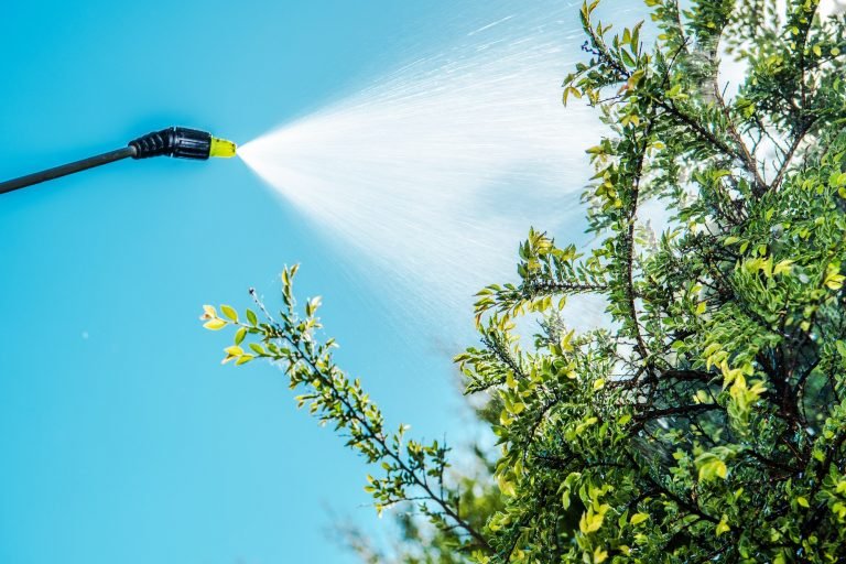 Spraying Insecticide on Tree