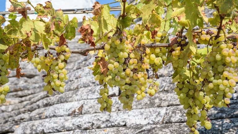 White vines with grapes