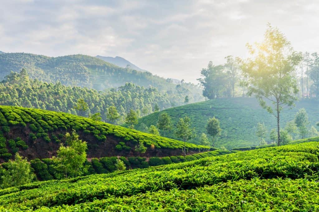 Green tea plantations in Munnar, Kerala, India