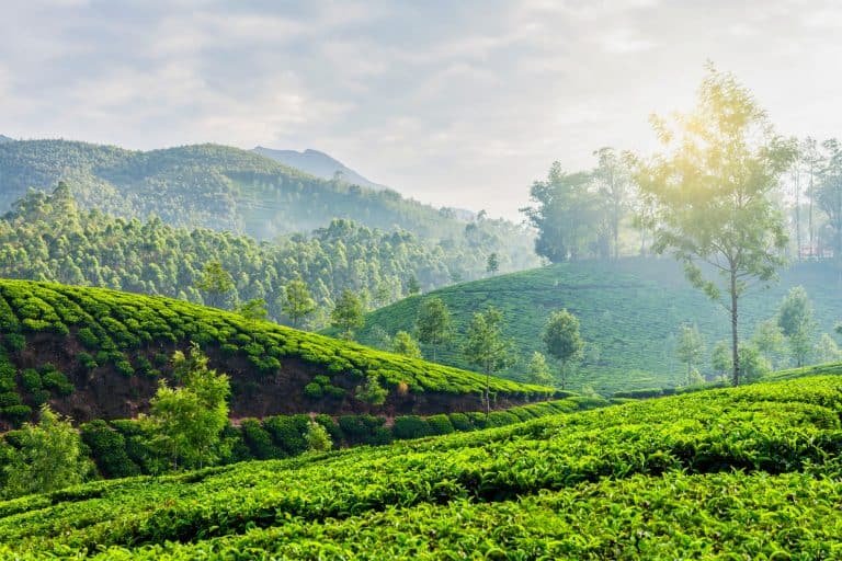 Green tea plantations in Munnar, Kerala, India