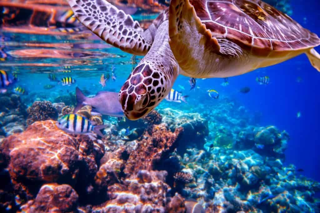 Sea turtle swims under water on the background of coral reefs