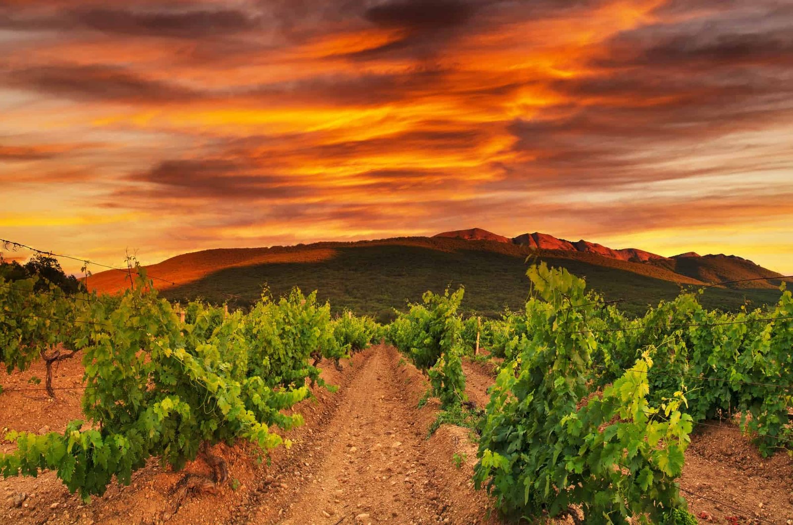 Vineyards at sunset. Spain, Rioja. Tourism and winemaking in Spain