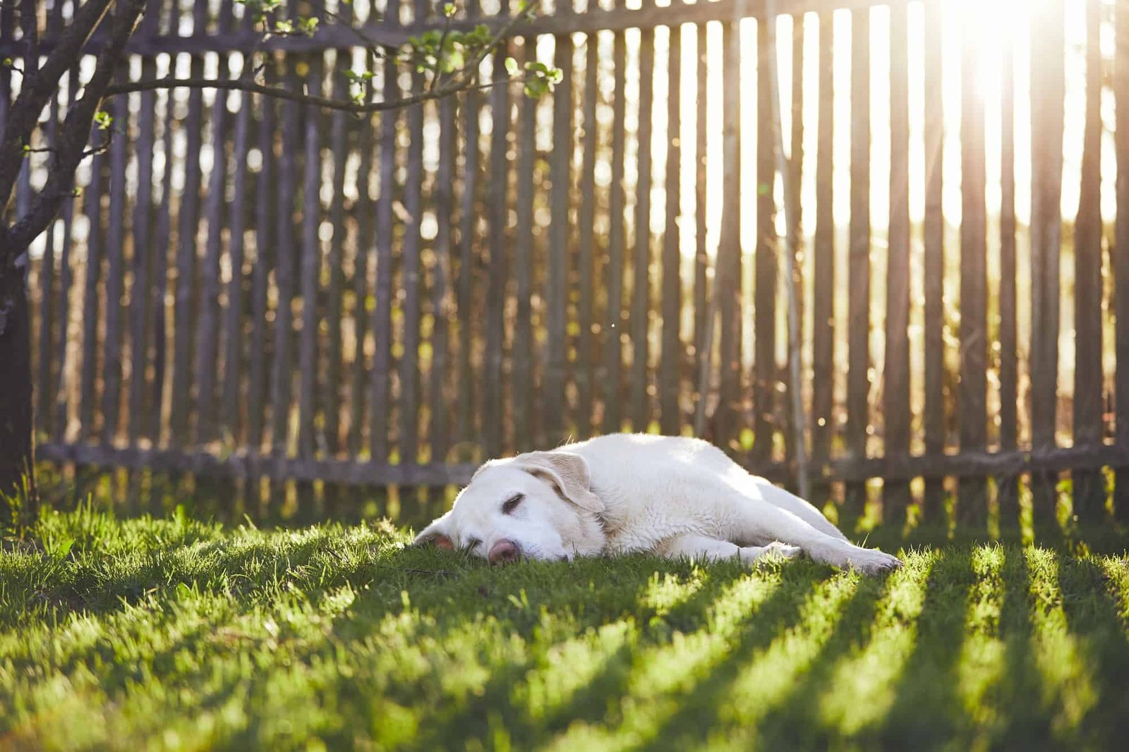 Dog on the garden at the sunset