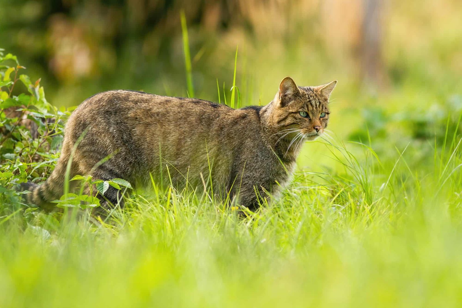 Focused european wildcat on a hunt looking for prey in summer