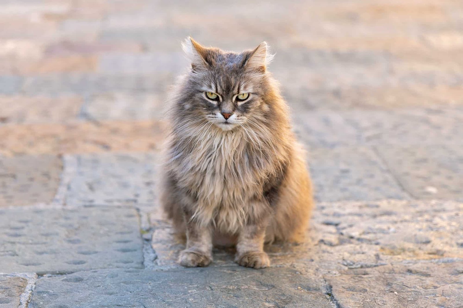 Grumpy cat