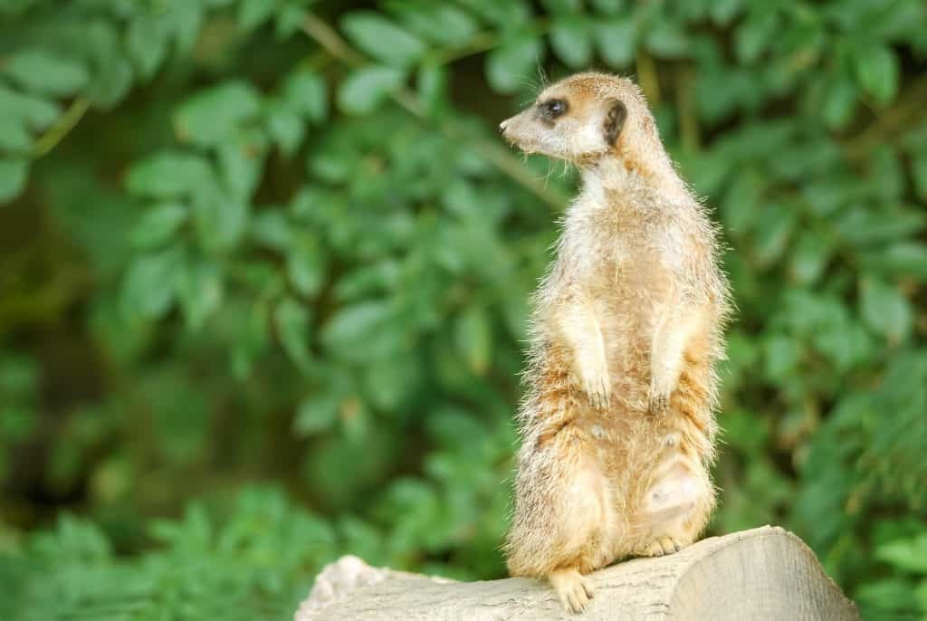 meerkat