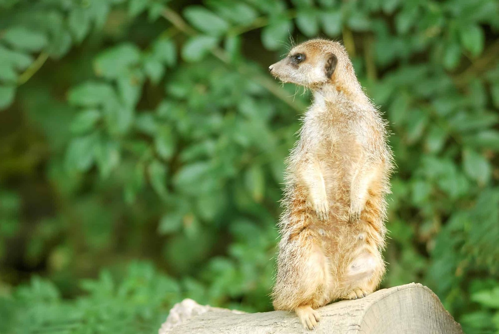 meerkat