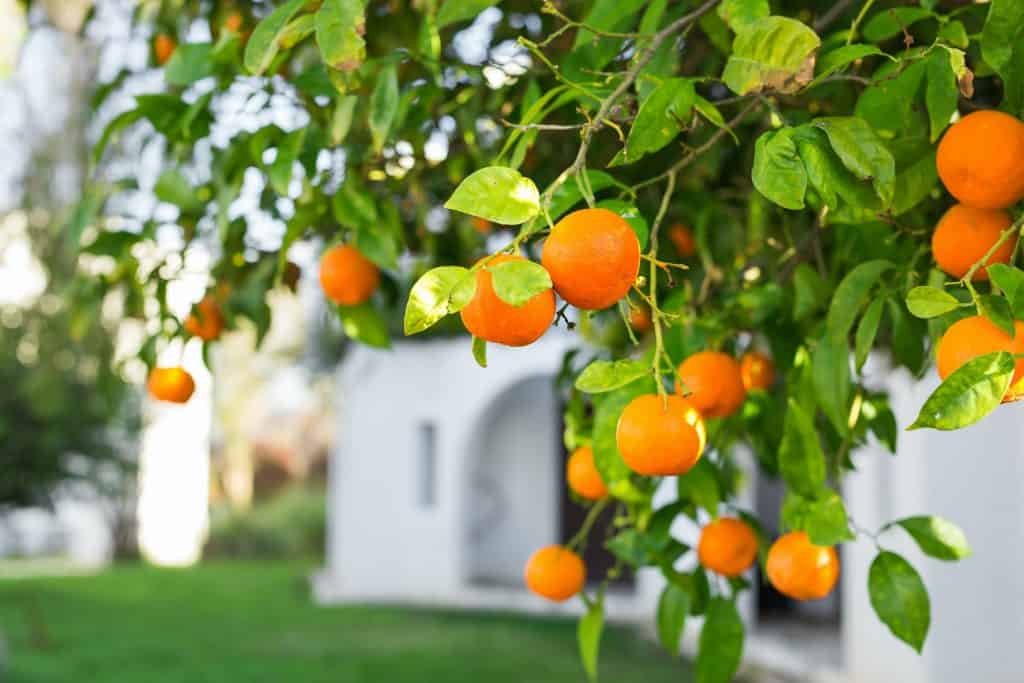 orange trees plantations