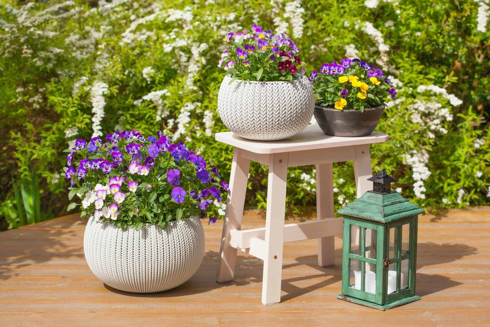 beautiful pansy summer flowers in flowerpots in garden