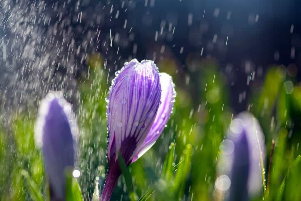 Beautiful spring crocus in the spring rain. Saffron in the garden on the lawn