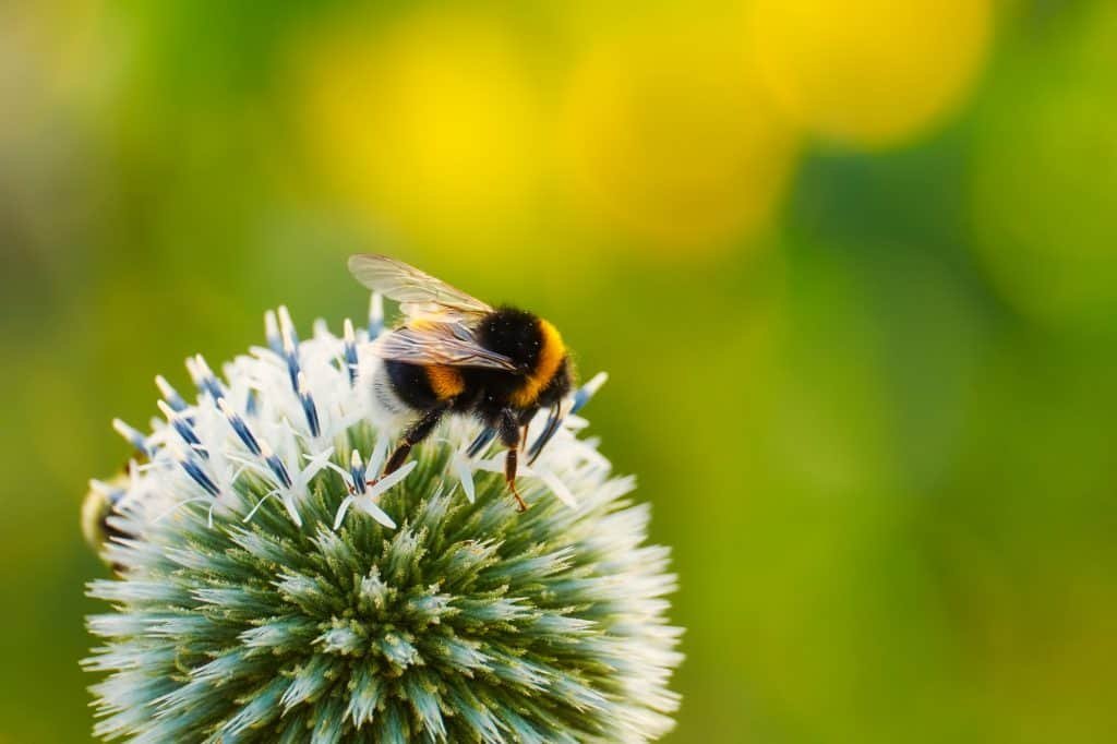 Bee on a flower