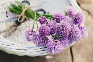 Chives in basket