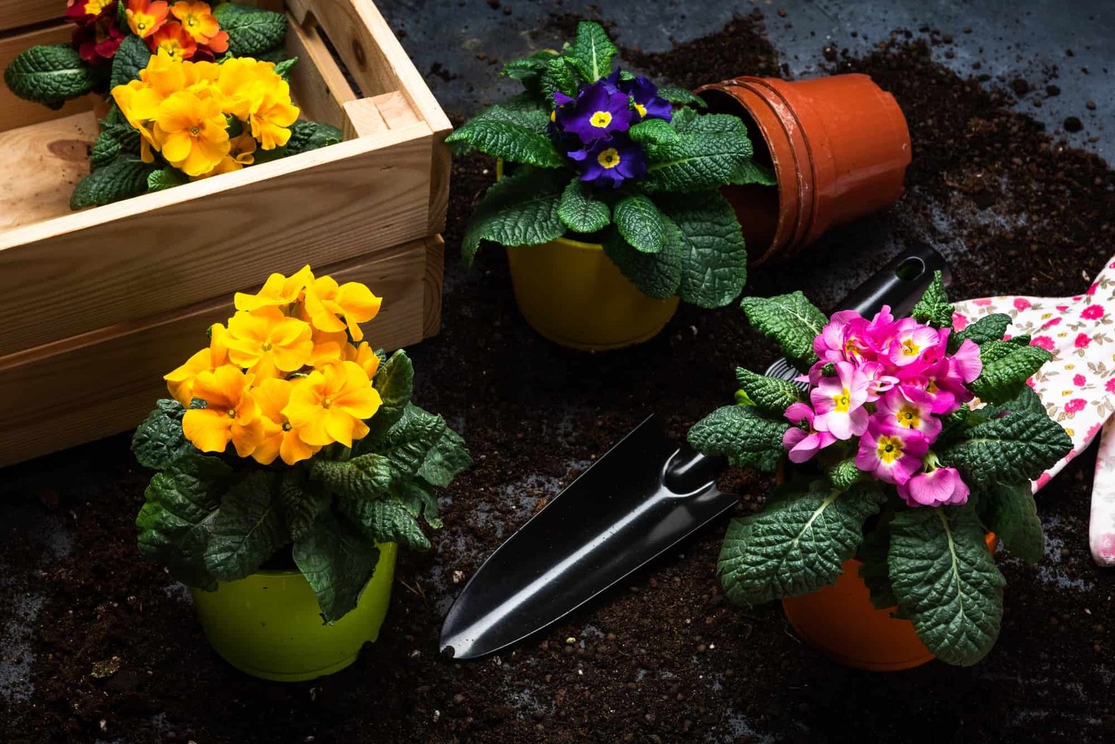Colorful Blooming Primrose or Primula and Gardening Tools. Early Spring Activity Concept Background