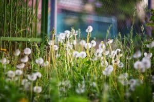 Dandelion field - dandelion seeds