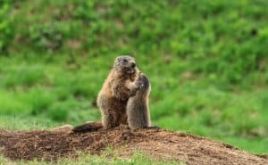 Female marmot with young