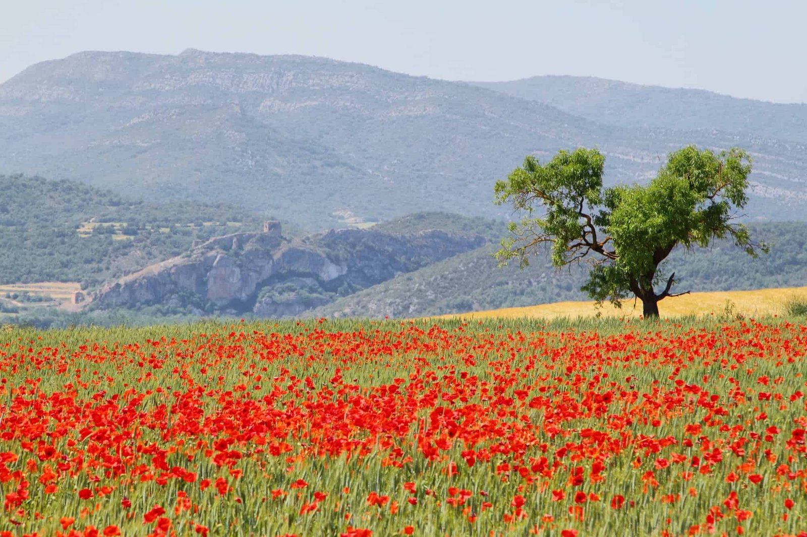 Fields of poppies with and almond tree