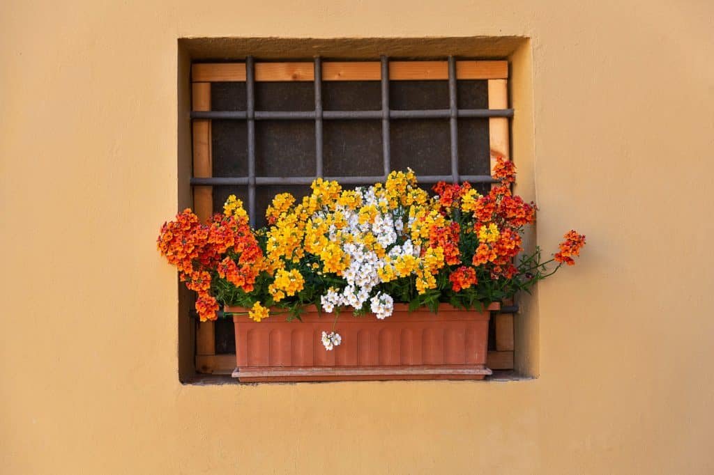 Flowers in a pot