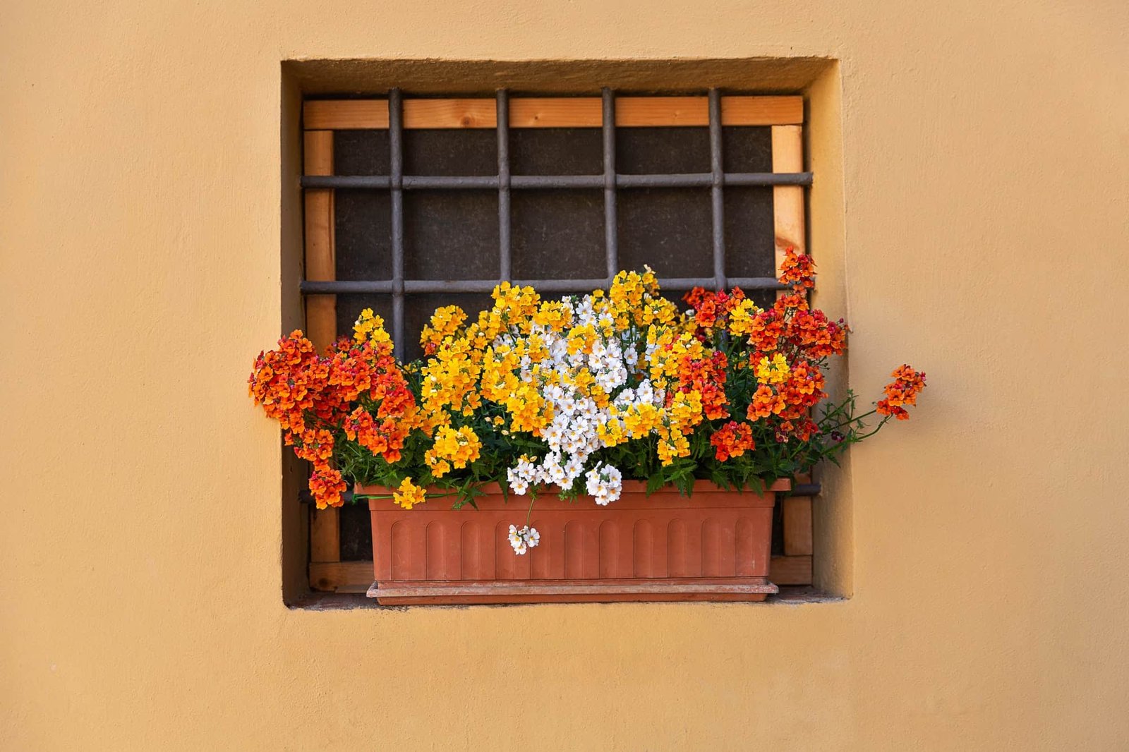 Flowers in a pot