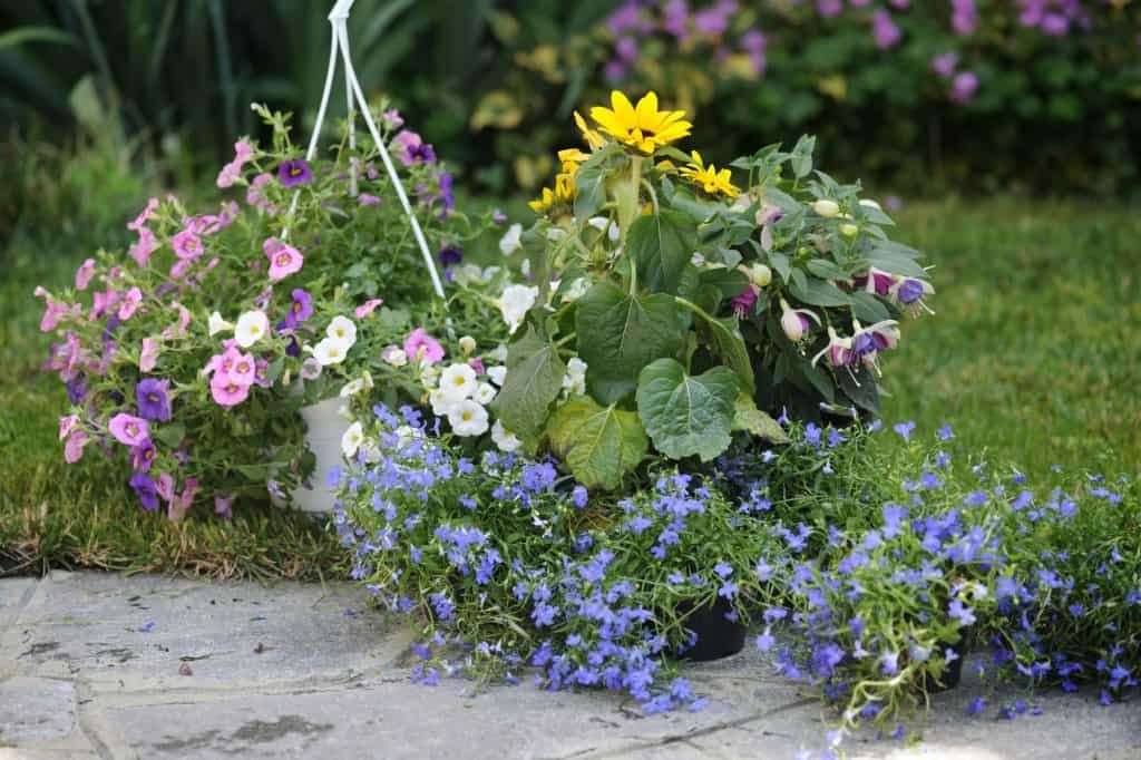 flowers in the garden