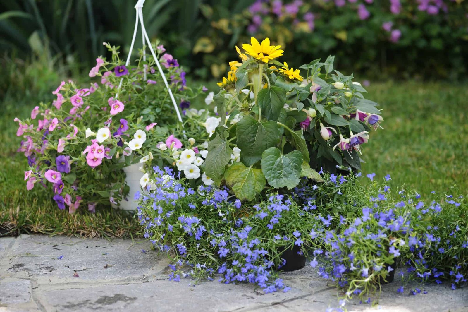 flowers in the garden