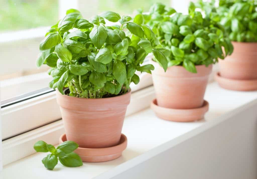 fresh basil herb in terracotta flowerpot