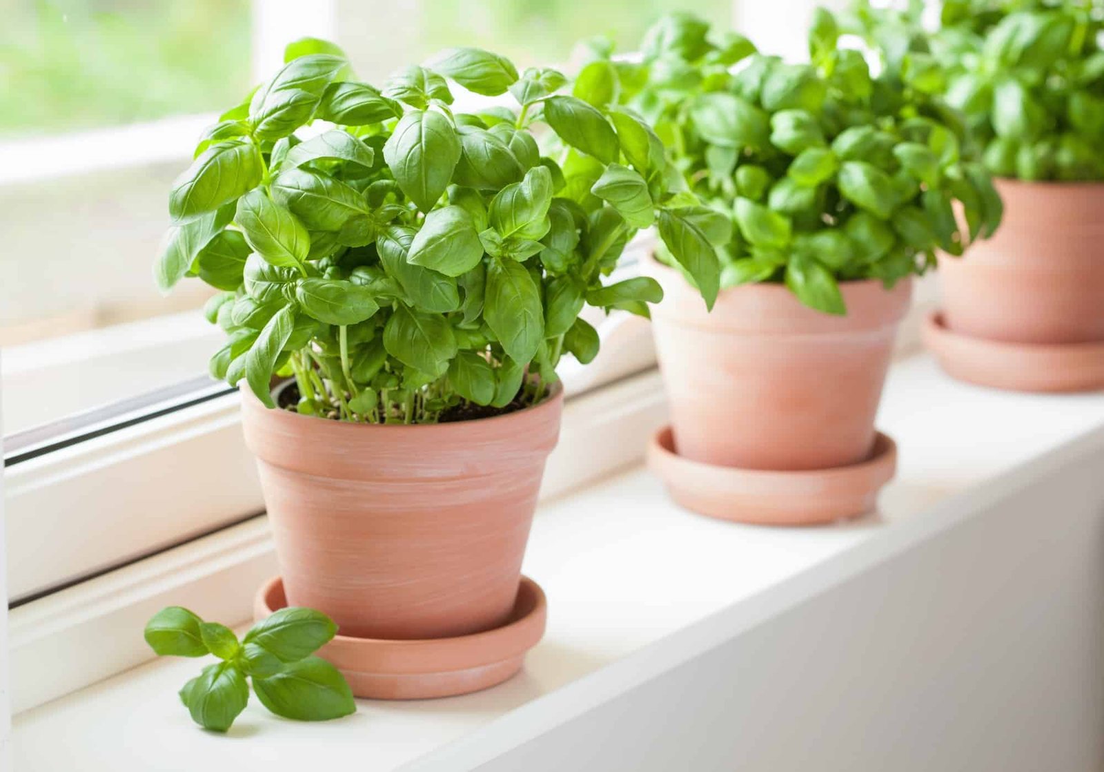 fresh basil herb in terracotta flowerpot