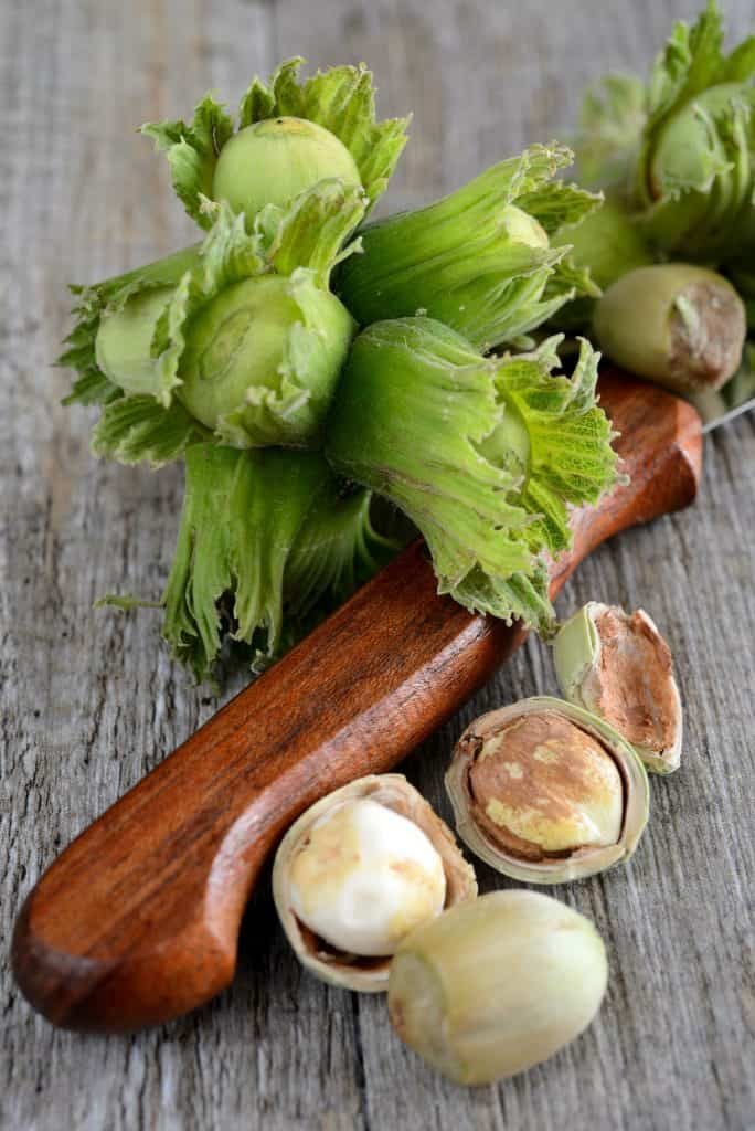 fresh hazelnuts