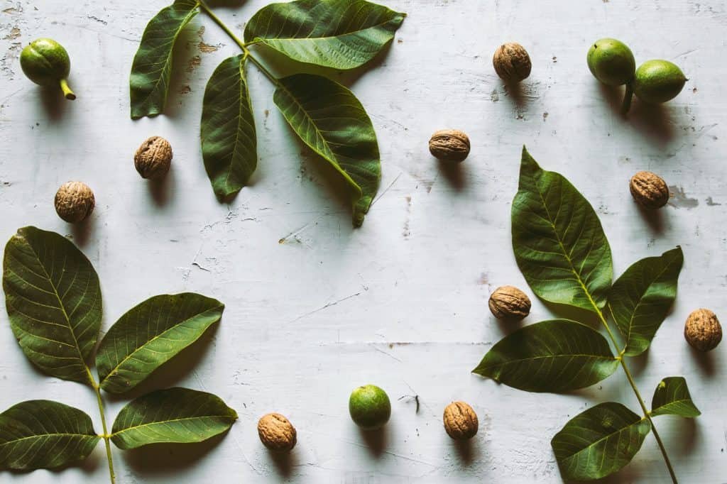 green walnut on white background Vintage style