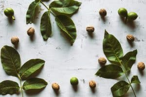 green walnut on white background Vintage style