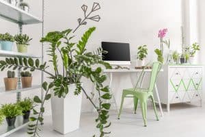 Houseplants in a bright, minimalist interior