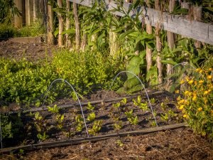 Organic vegetable garden