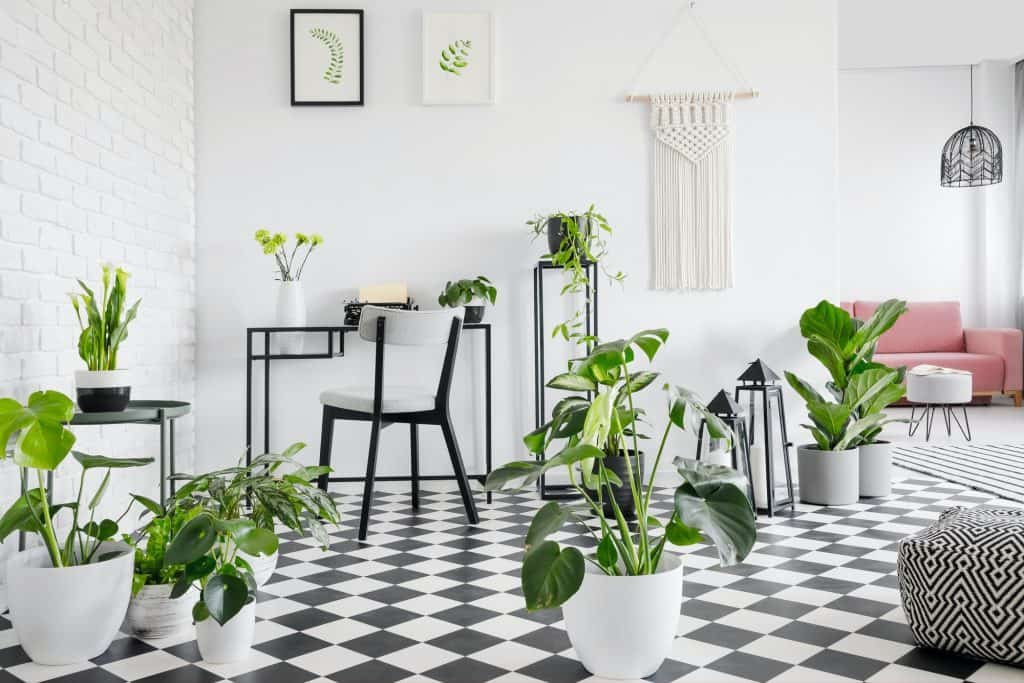 Plants on checkered floor in living room interior with posters a