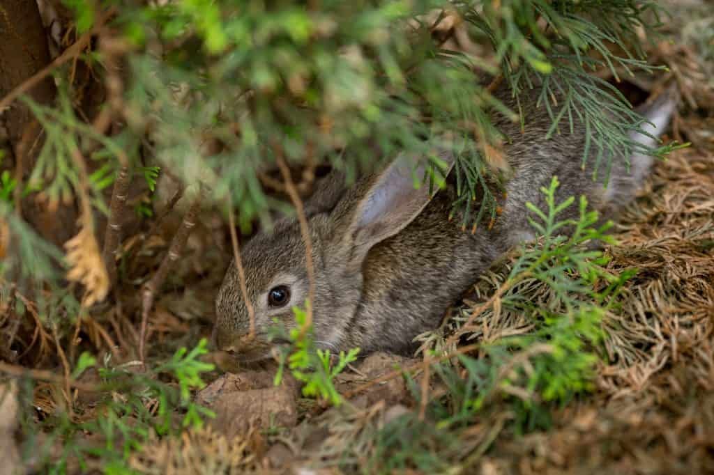 Rabbit is Beautiful Animal of Nature