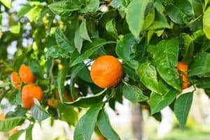 The fruit of the orange tree.